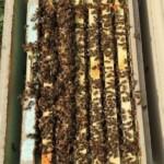 2021 yılı arı fiyatları 4