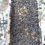 2021 satılık arı siparişi 1