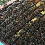 2021 satılık arı siparişi 2