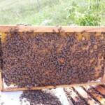 2021 satılık arı siparişi 3