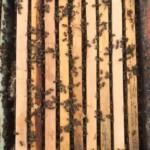 2021 satılık arı siparişi 4