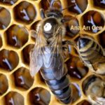 2021 yılı ana arısı 1