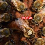 2021 yılı ana arısı 2