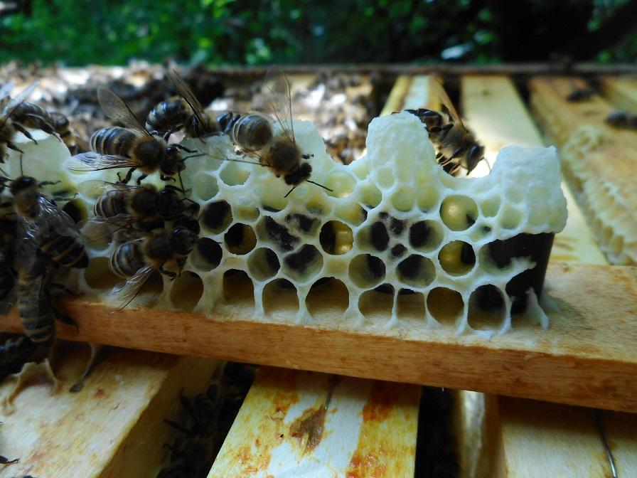 basit ana arı üretimi 1