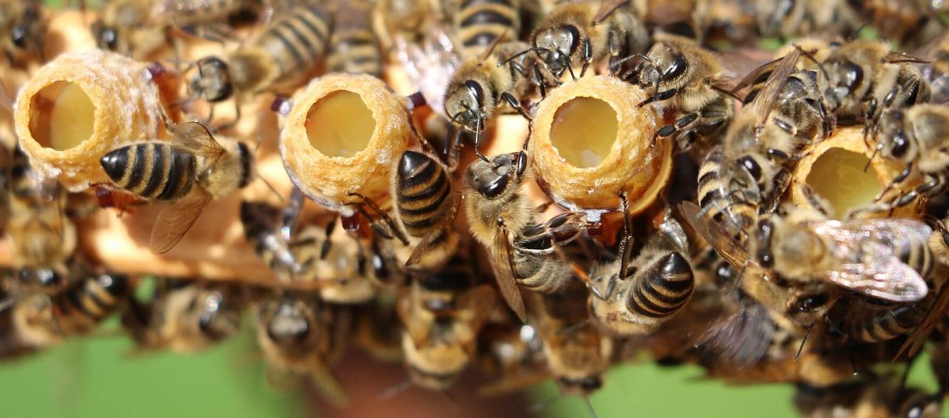 basit ana arı üretimi 2