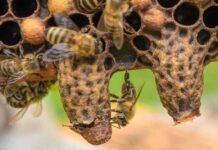 basit ana arı üretimi
