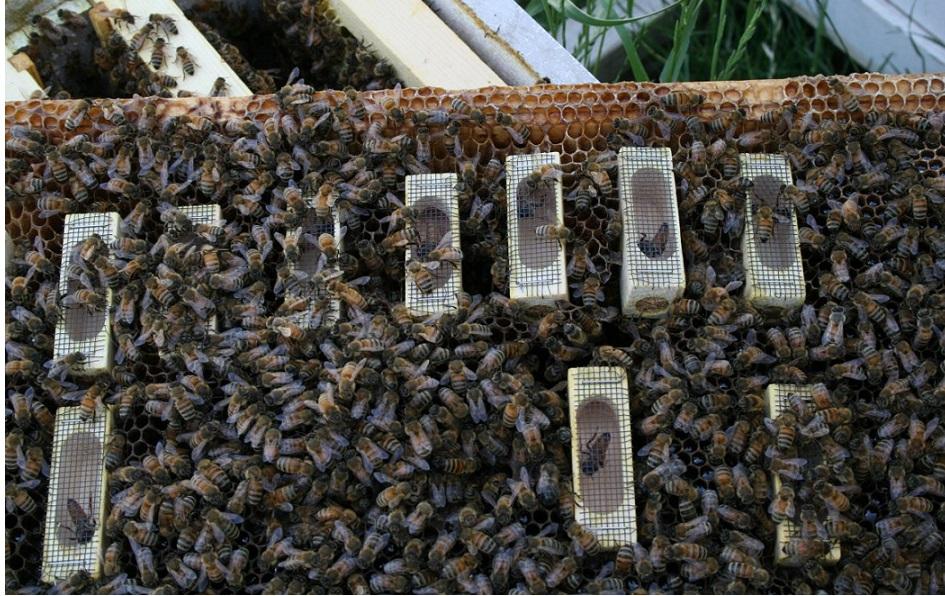 basit ana arı üretimi 3