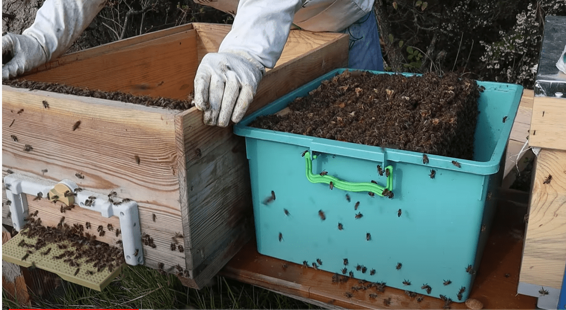 arı nereden ve nasıl alınır