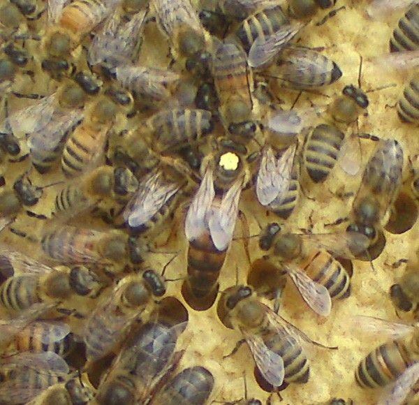 2022 yılı ana arı fiyatları 1