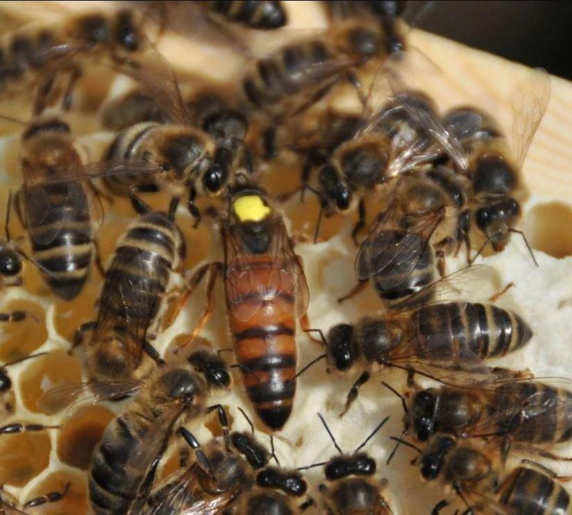 2022 yılı ana arı fiyatları 2