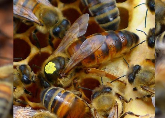 2022 yılı ana arı fiyatları 4