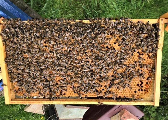 2022 yılı ana arı fiyatları 5