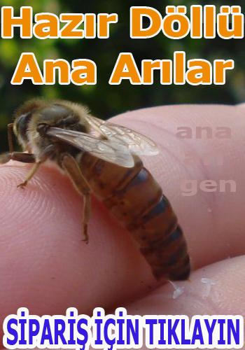 hazir dollu ana arilar