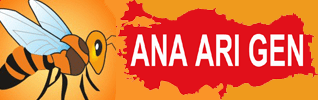 Ana Arı