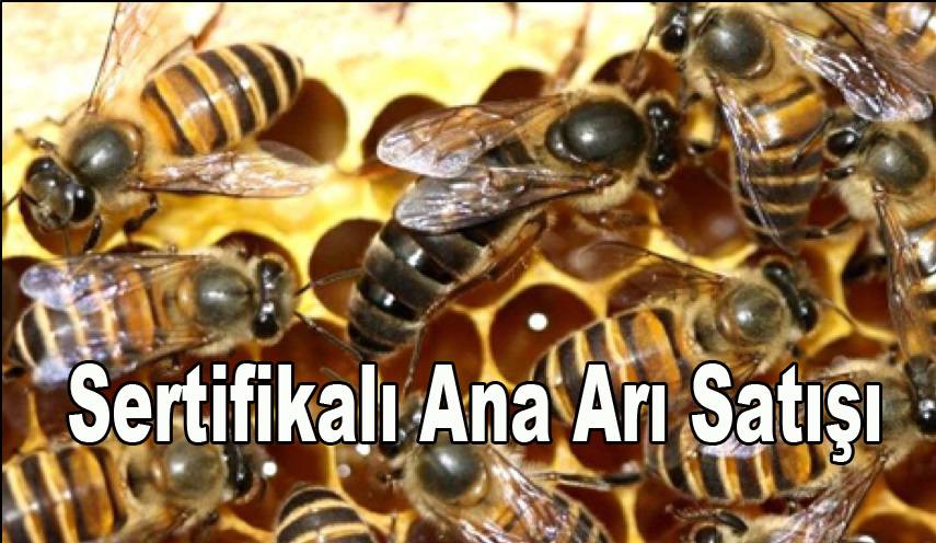 sertifikali ana ari satisi