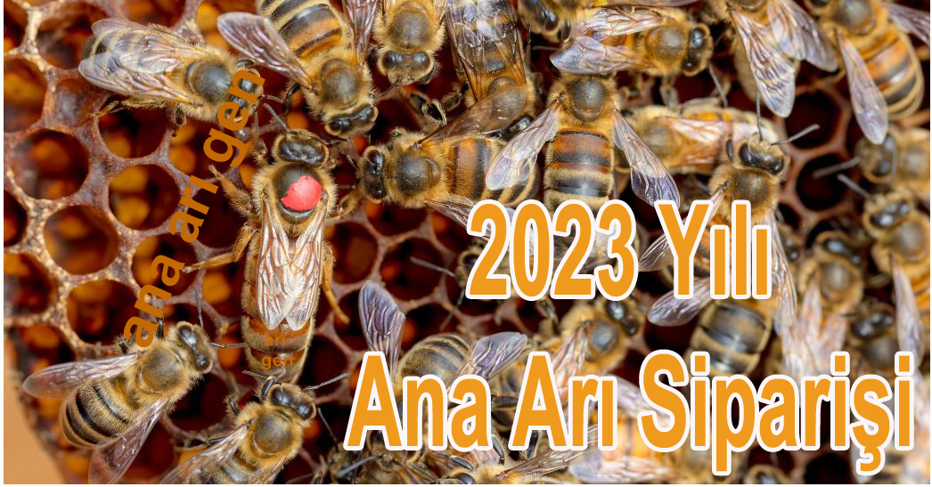 2023 ana ari siparisi ana ari gen 1