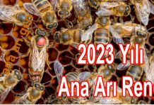 2023 yili ana ari rengi