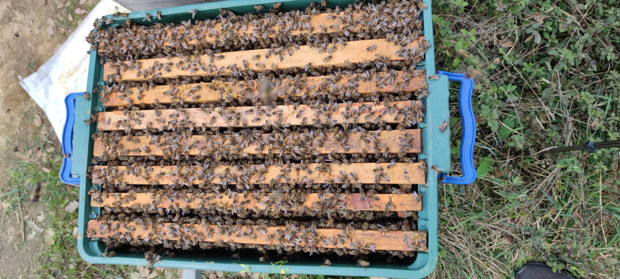8 cerceveli plastik kutulu ari scaled