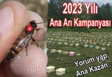 2023 yili ana ari kampanyasi