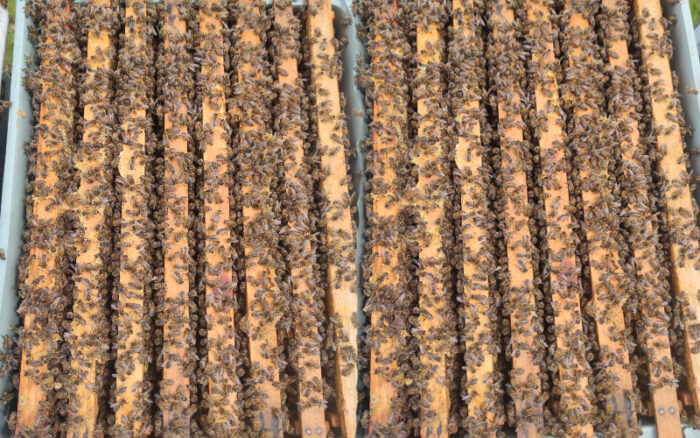 2024 arı satışı anasayfa