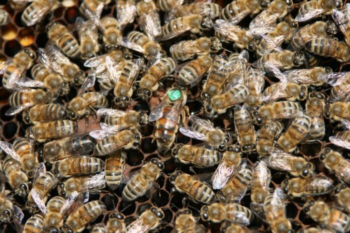 ana arı nasıl olur