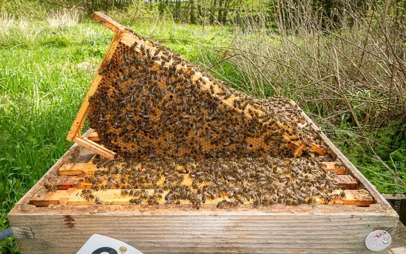 Başlatıcı Koloninin Hazırlanması