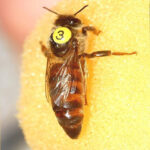 Belfast Ana Arısı - Görsel 10