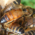 Belfast Ana Arısı - Görsel 2