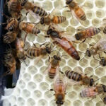 Belfast Ana Arısı - Görsel 3