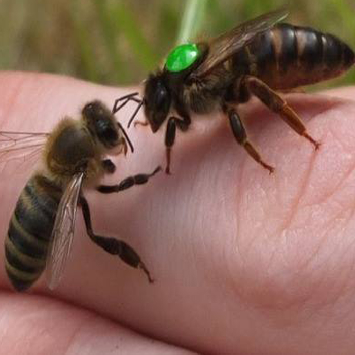 yığılca ana arı 1