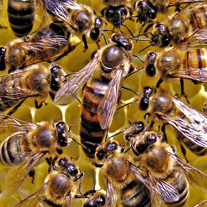 yığılca ana arı 3