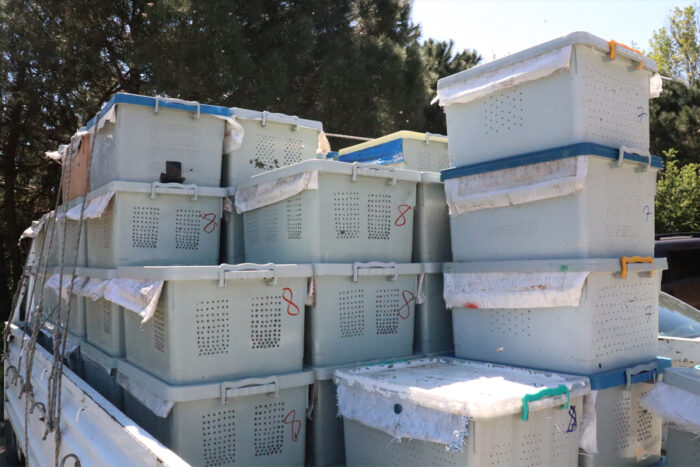 satılık arı izmir 2