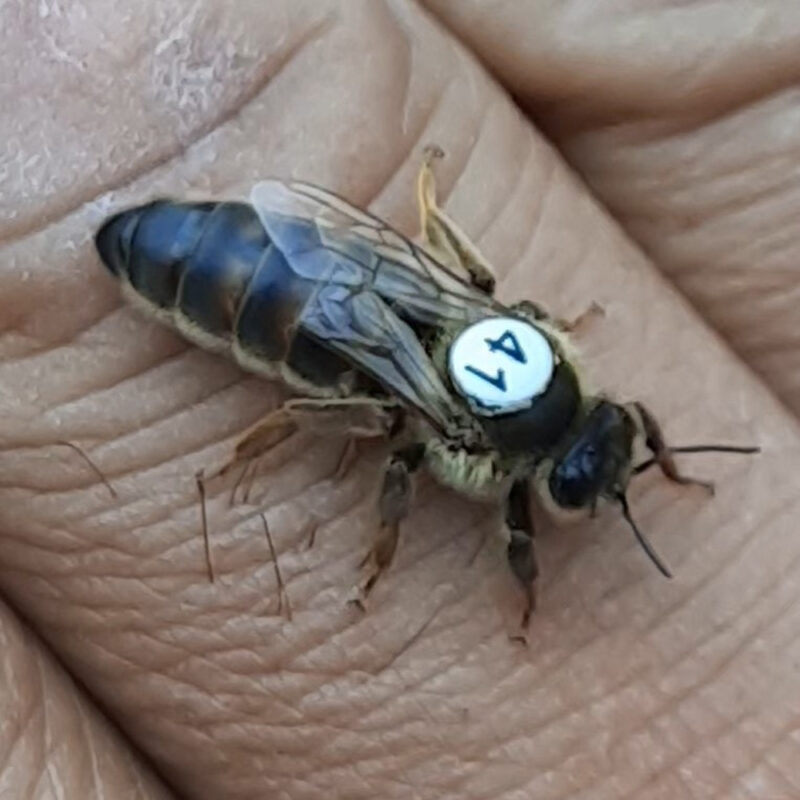 damızlık kolonilerin hazırlanması