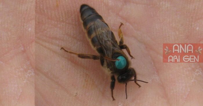 kafkas ana arı 55 kafkas ana arı 55