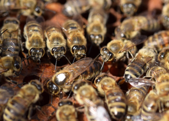 karpat ana arısı 6 karpat ana arısı 6