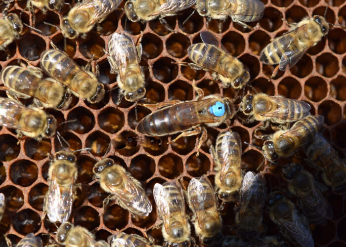 karpat ana arısı 8 karpat ana arısı 8