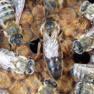 karpat ana arısı 66