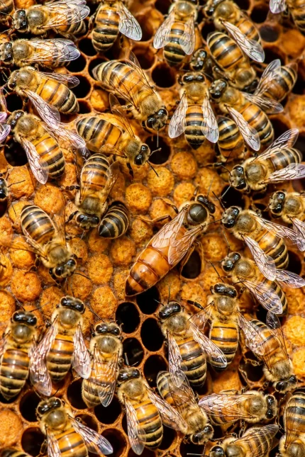 muğla ana arısı 15