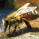 muğla ana arısı 3