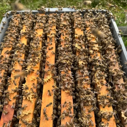 paket arı ilave 2026-1