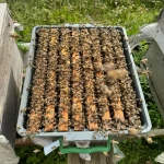 paket arı ilave 2026-4