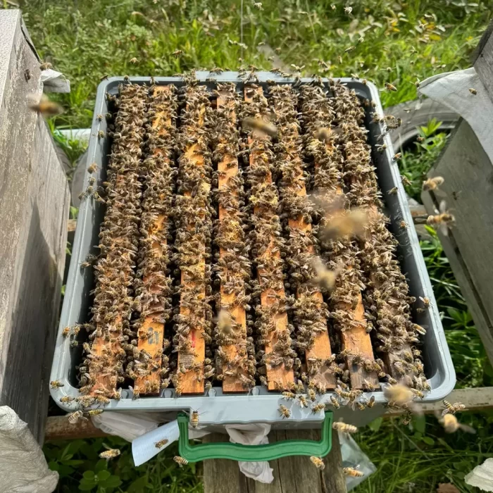 paket arı ilave 2026-4