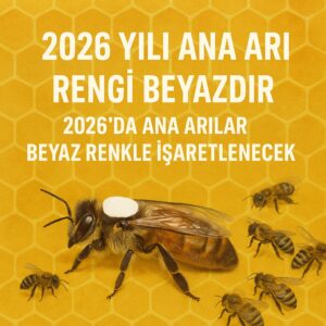 2026 Yılı Ana Arı Rengi 4
