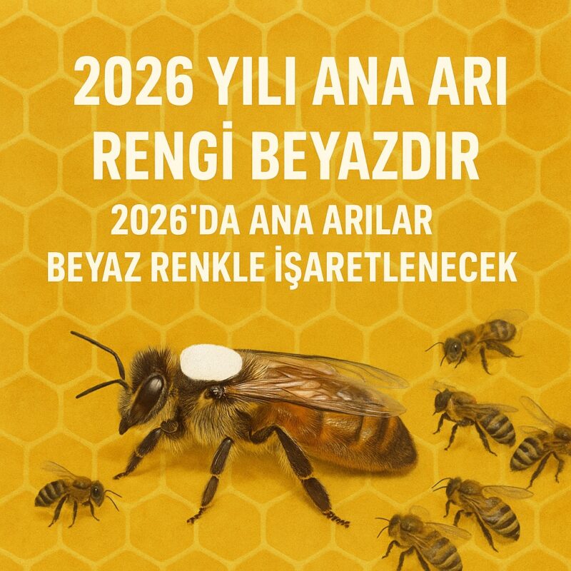 2026 Yılı Ana Arı Rengi 4