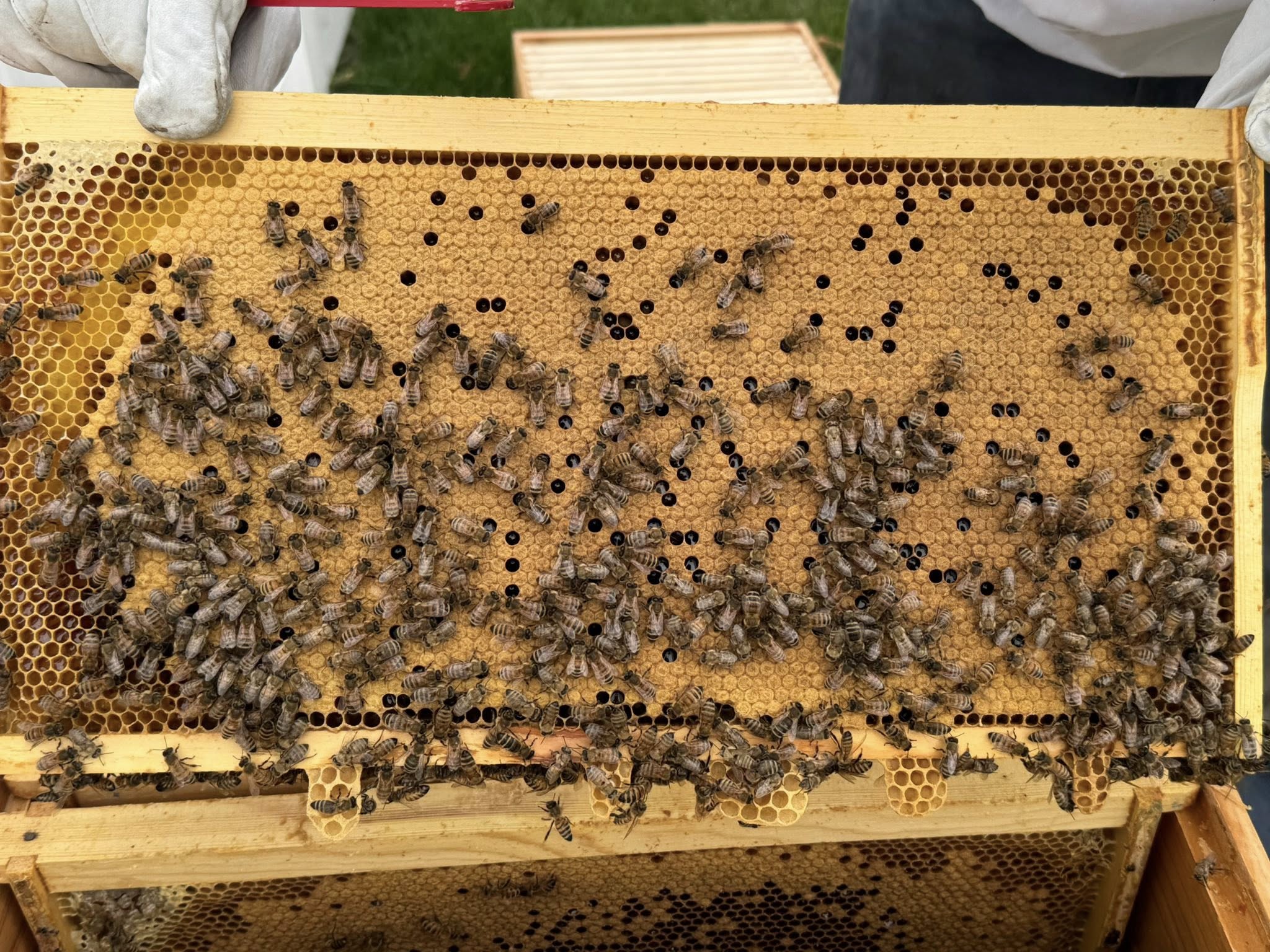 2026 Yılı Paket Arı Fiyatları ve Sipariş Bilgilendirmesi