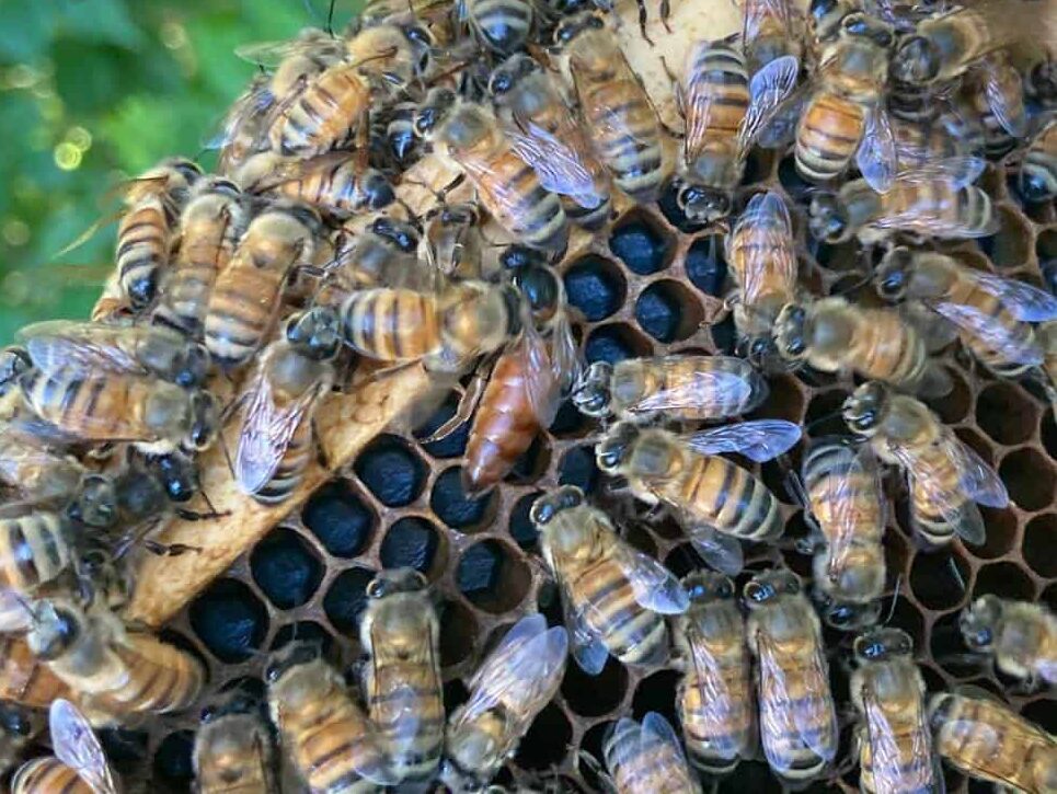 2026 ana arı kampanyası 2