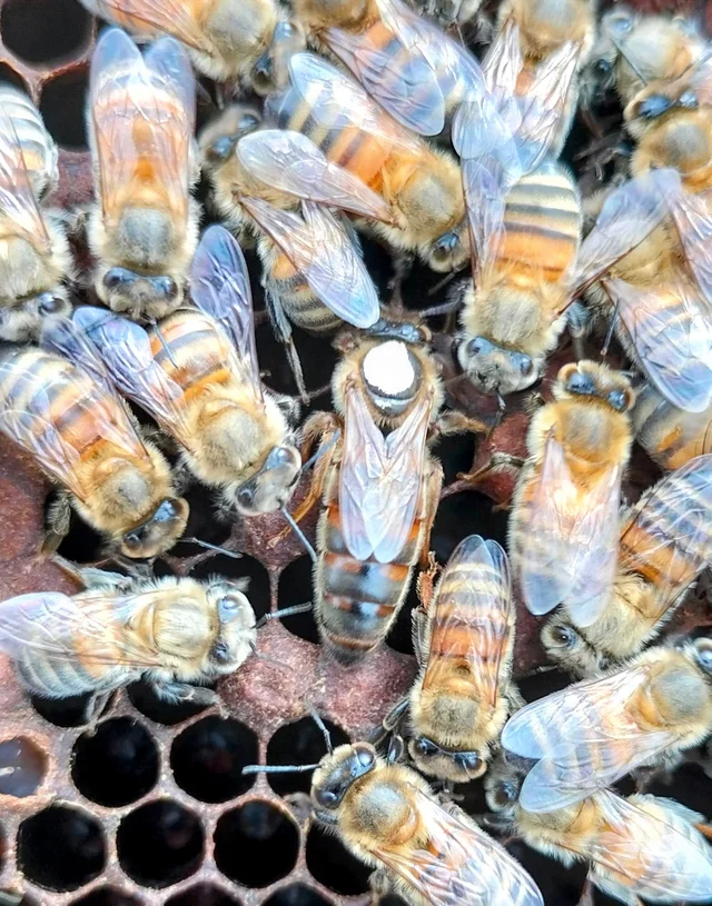 2026 yılı ana arı rengi