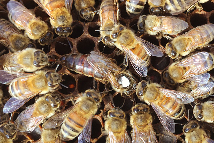 Ana Arı Siparişi 2026 yılı ana arı siparişi