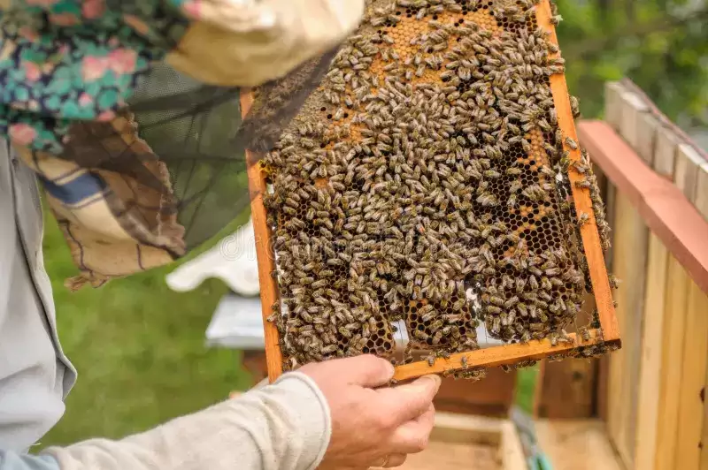 2026 Yılı Satılık Arı