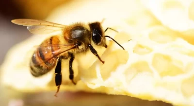 Apiterapide Propolisin Kullanımı